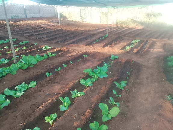 Vegetable beds growing at Ingomuso Lethu Centre's agroecology garden